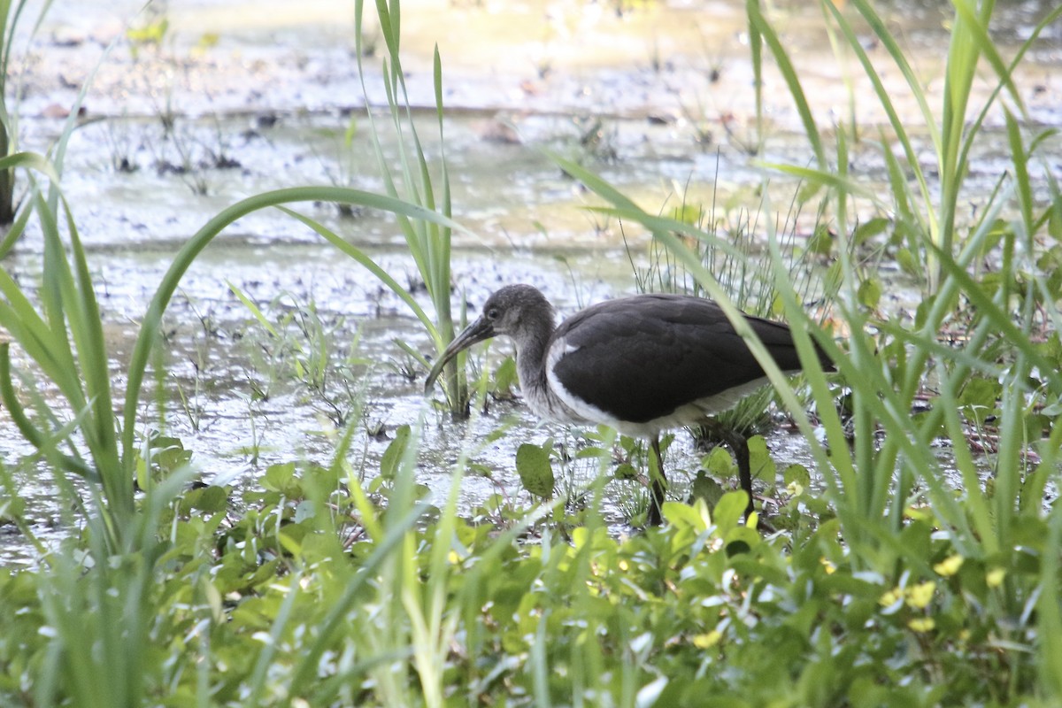 ibis bílý - ML608867000