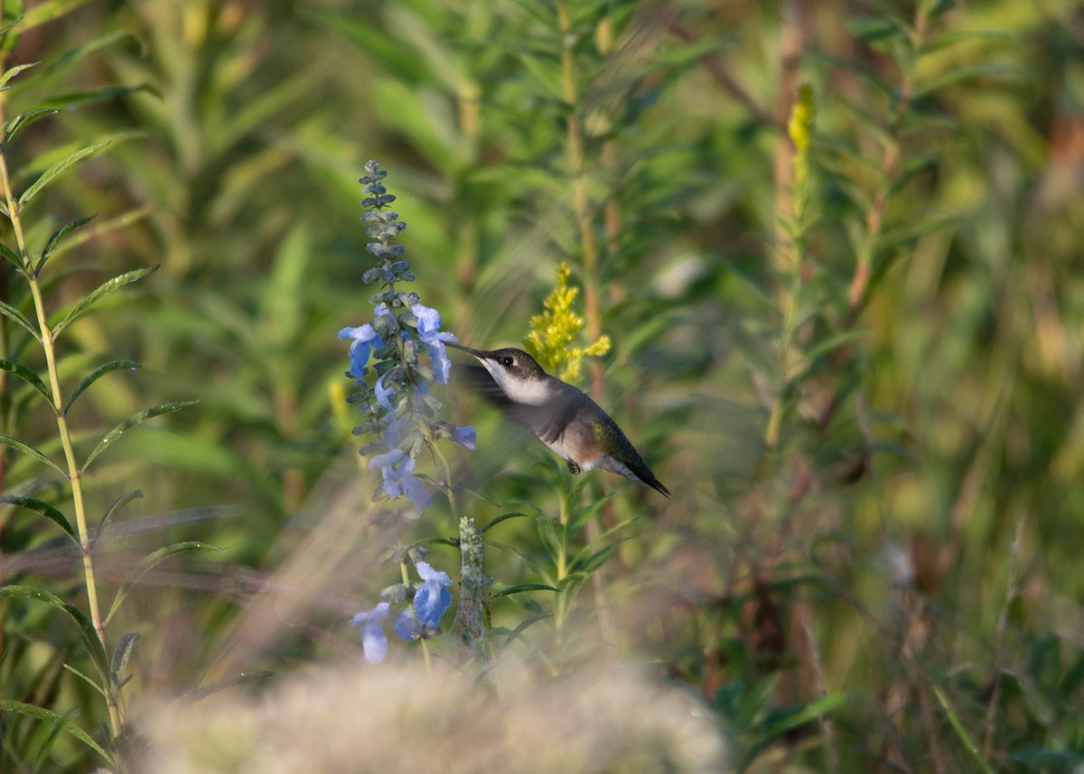 Ruby-throated Hummingbird - ML608867009