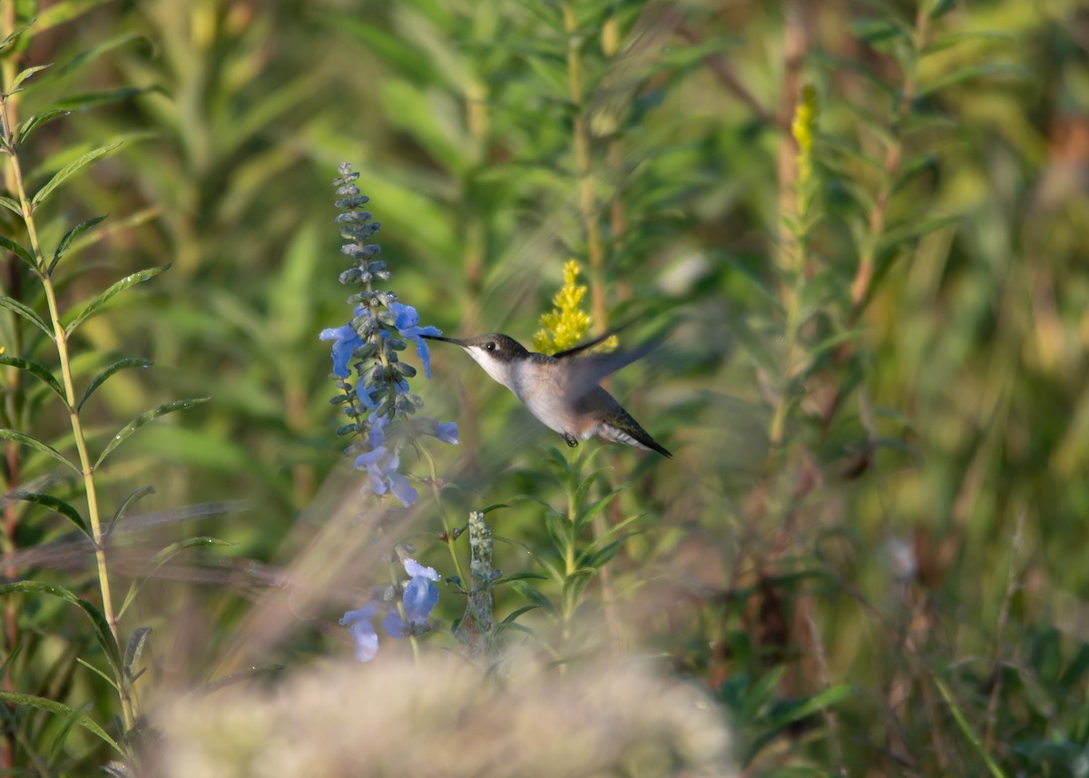 Colibrí Gorjirrubí - ML608867010