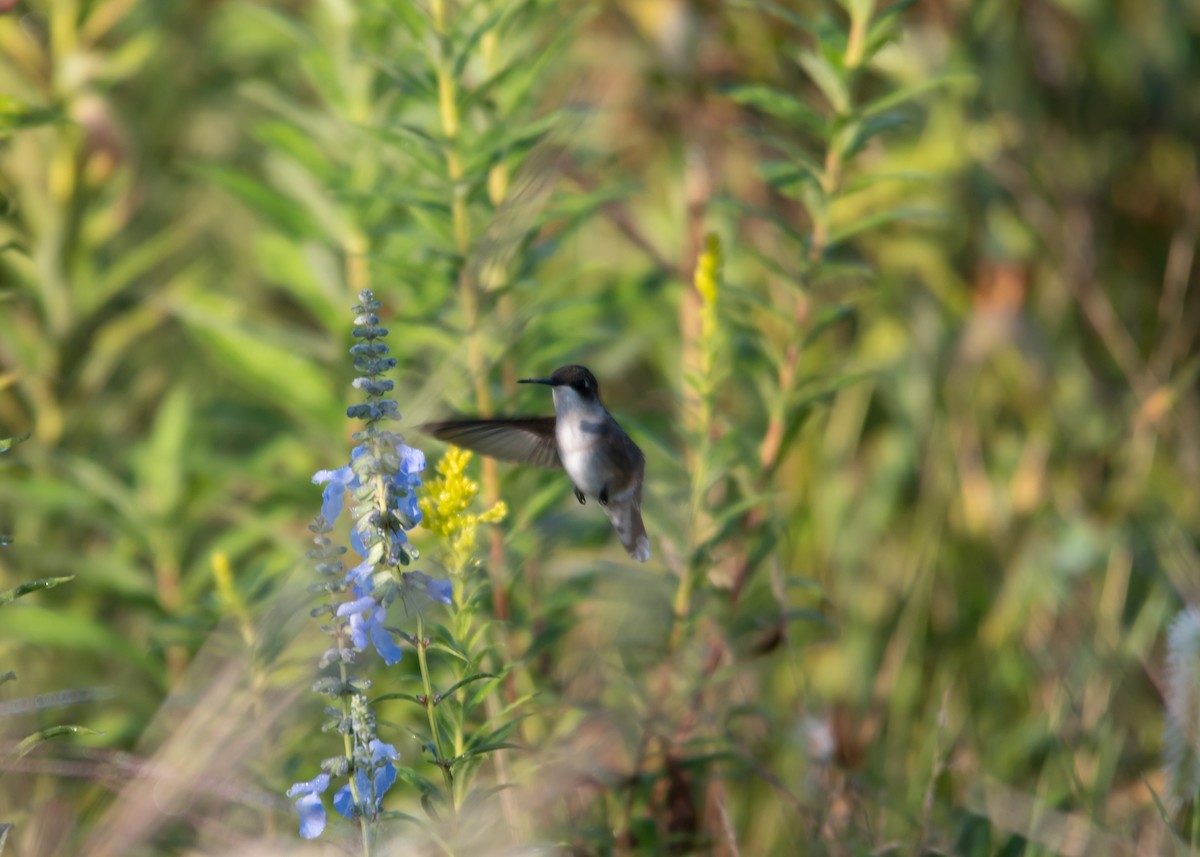 Colibrí Gorjirrubí - ML608867011