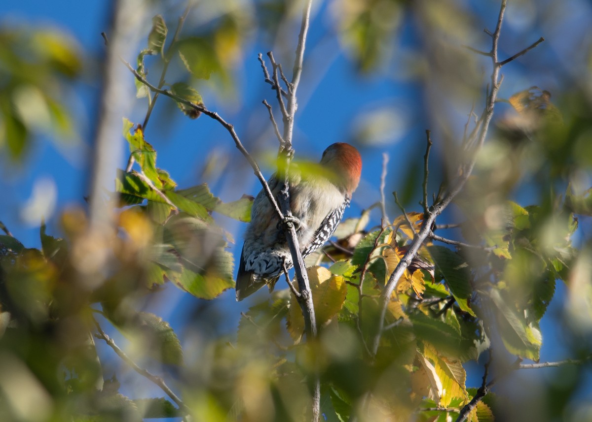 Red-bellied Woodpecker - ML608867013