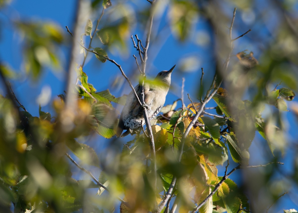 Red-bellied Woodpecker - ML608867014