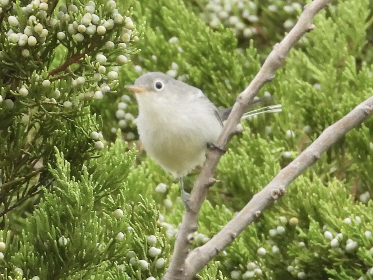 Blue-gray Gnatcatcher - ML608867015