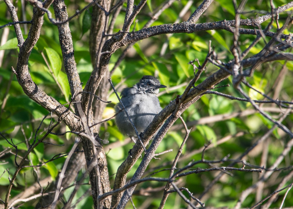 Gray Catbird - ML608867026