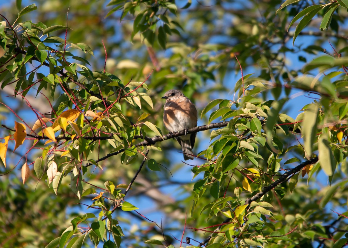 Eastern Bluebird - William Pixler