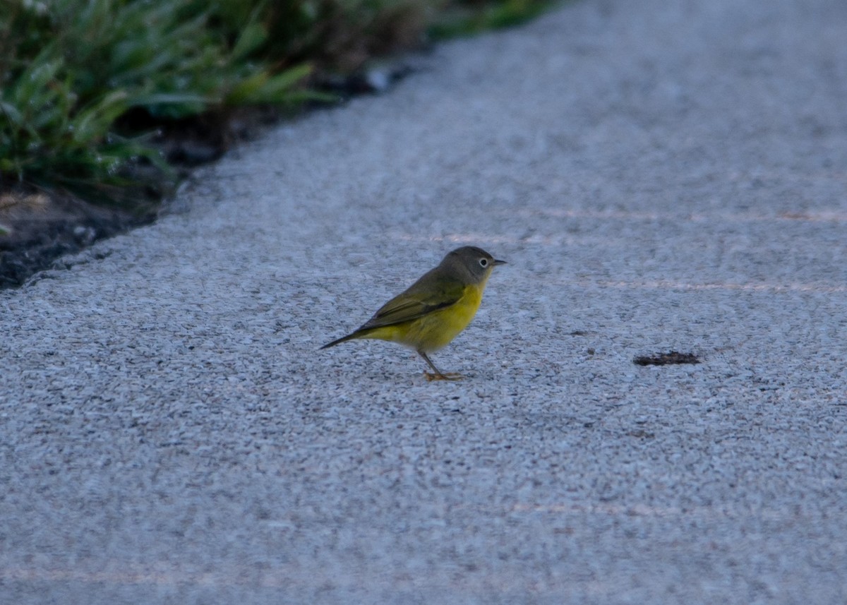 Nashville Warbler - ML608867038