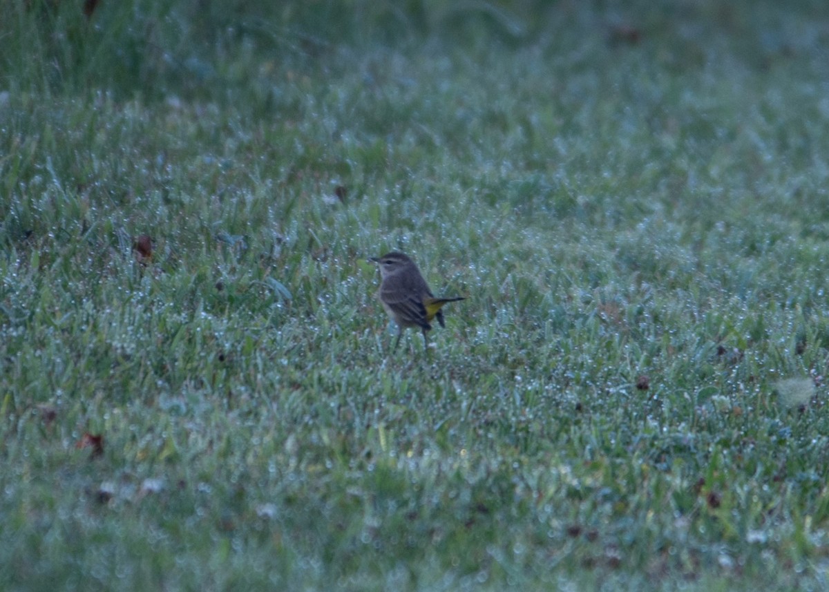 Palm Warbler (Western) - William Pixler