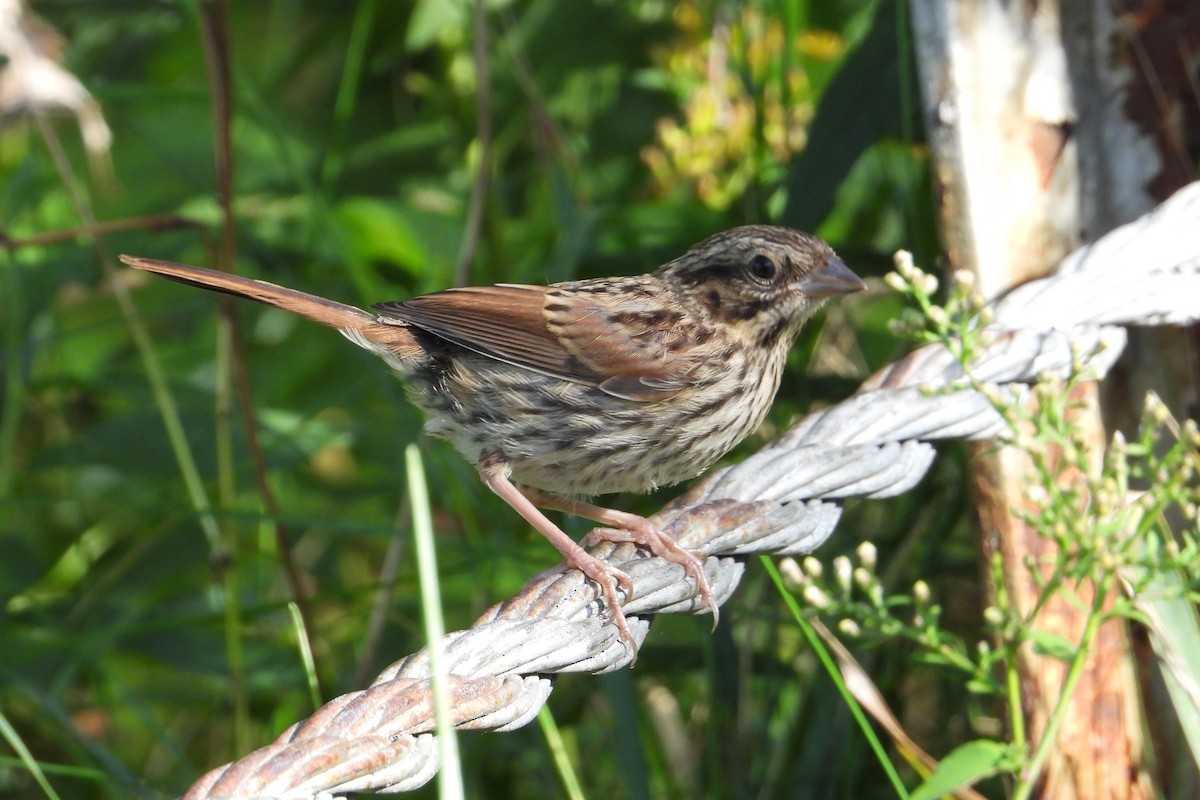 Song Sparrow - Marc antoine Lafrance