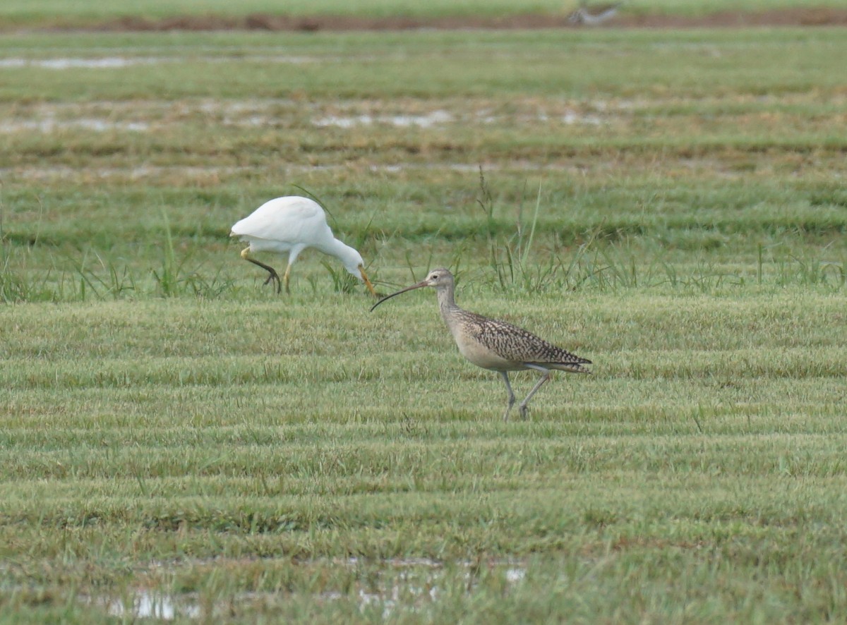 Long-billed Curlew - ML608867068