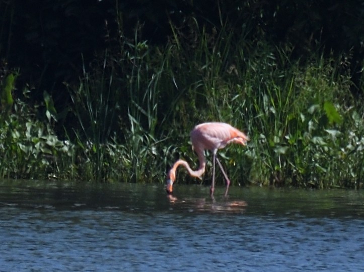 American Flamingo - Bill Mitchell