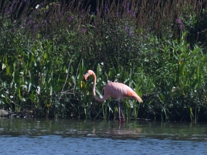 American Flamingo - ML608867201