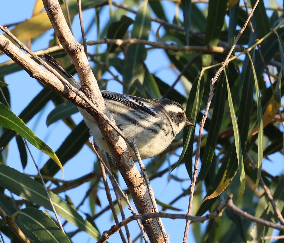 Black-throated Gray Warbler - radha krishna