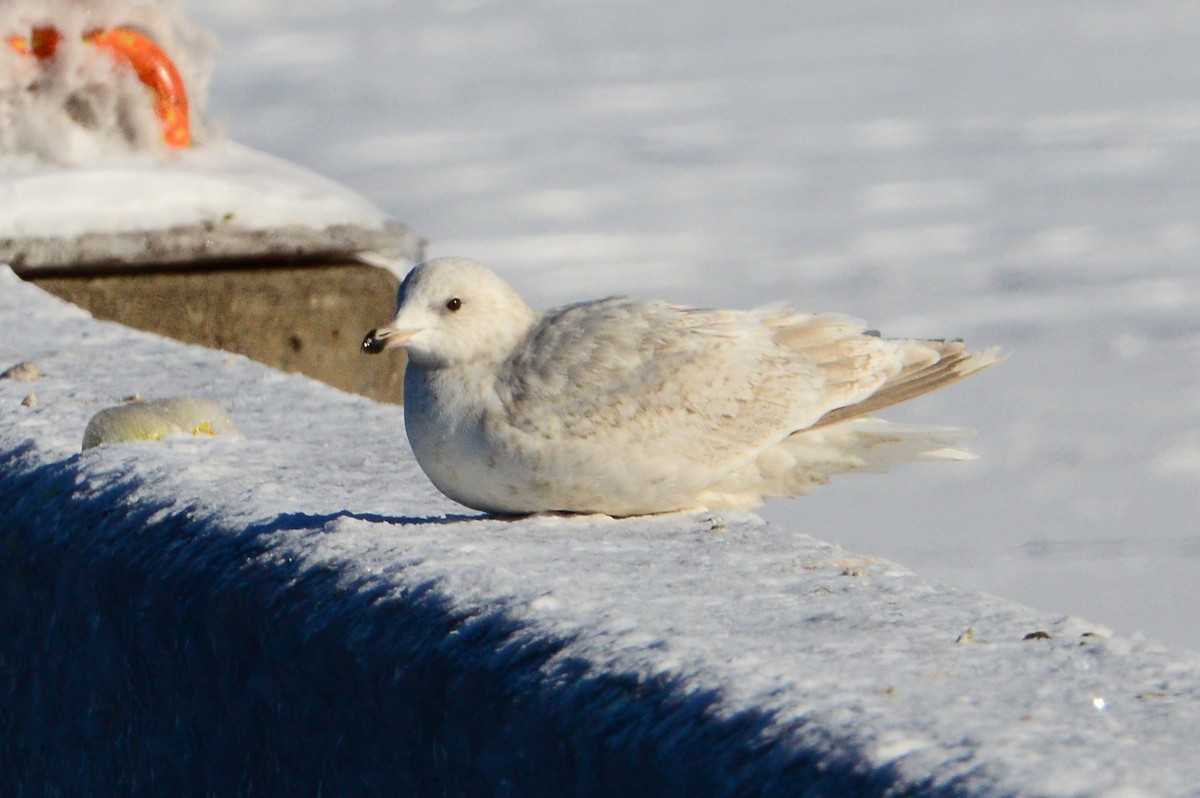 Iceland Gull (kumlieni/glaucoides) - ML608867343