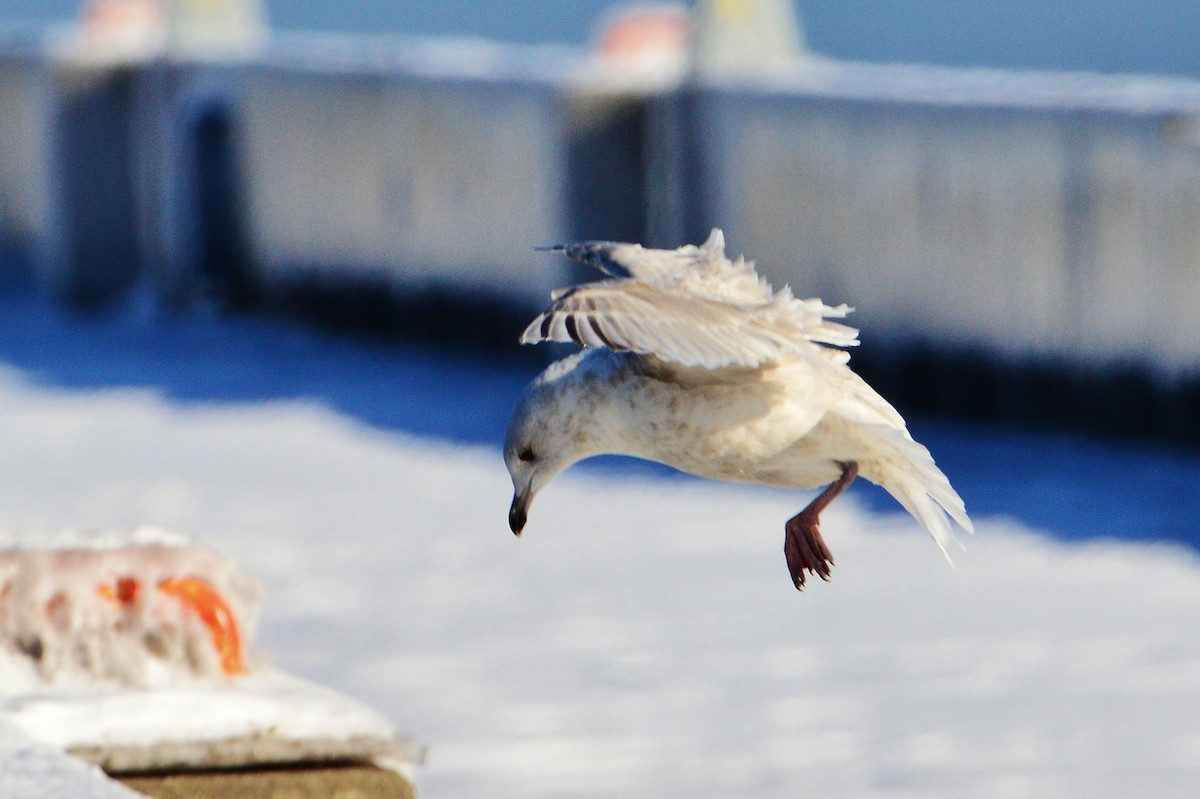 Iceland Gull (kumlieni/glaucoides) - ML608867345