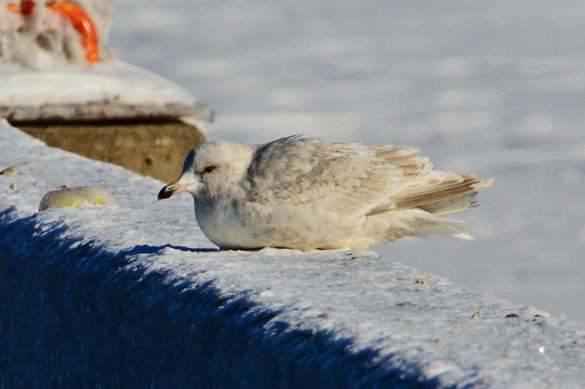 Iceland Gull (kumlieni/glaucoides) - ML608867347