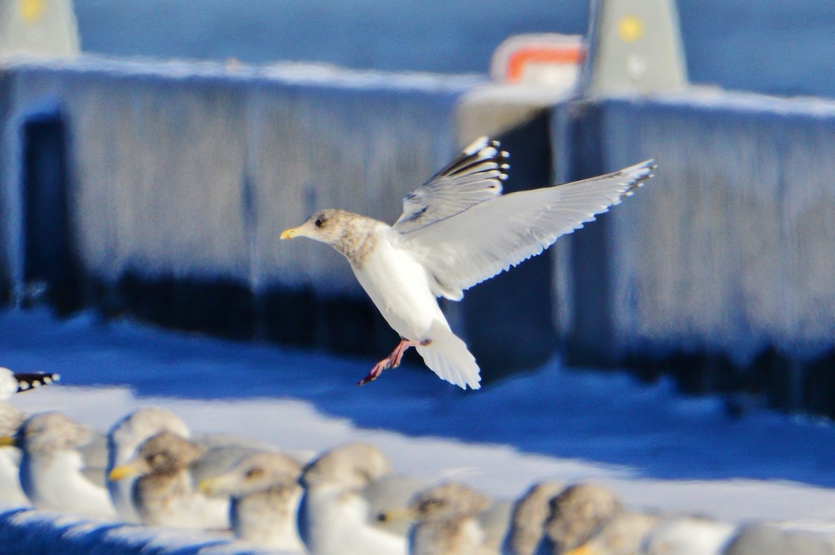 Iceland Gull (Thayer's) - ML608867381