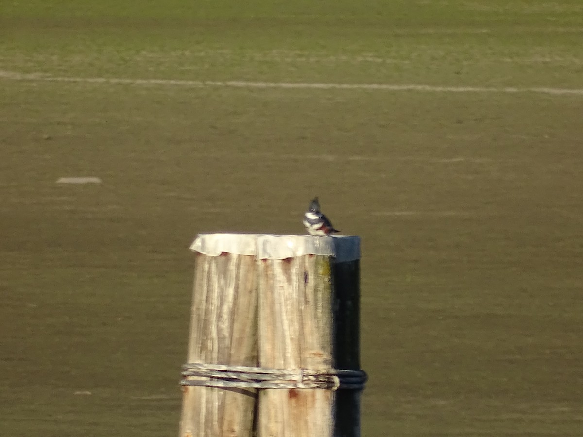 Belted Kingfisher - ML608867456
