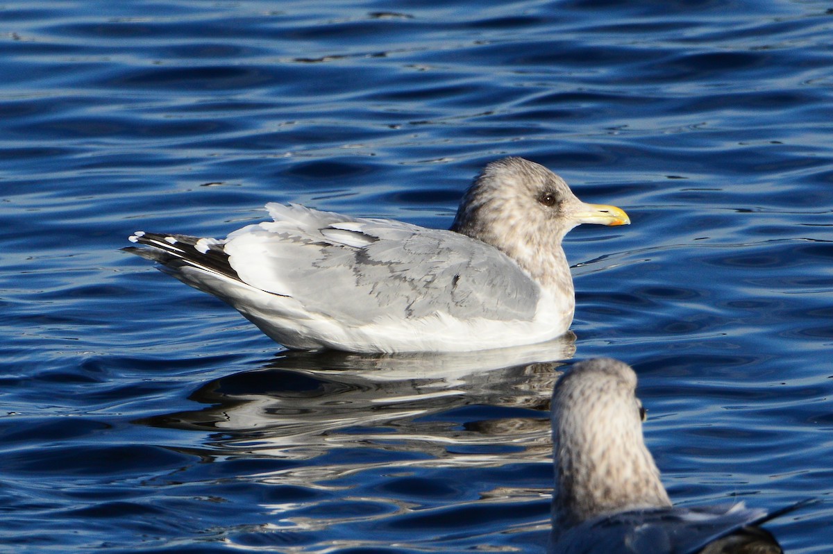 Iceland Gull (Thayer's) - ML608867543