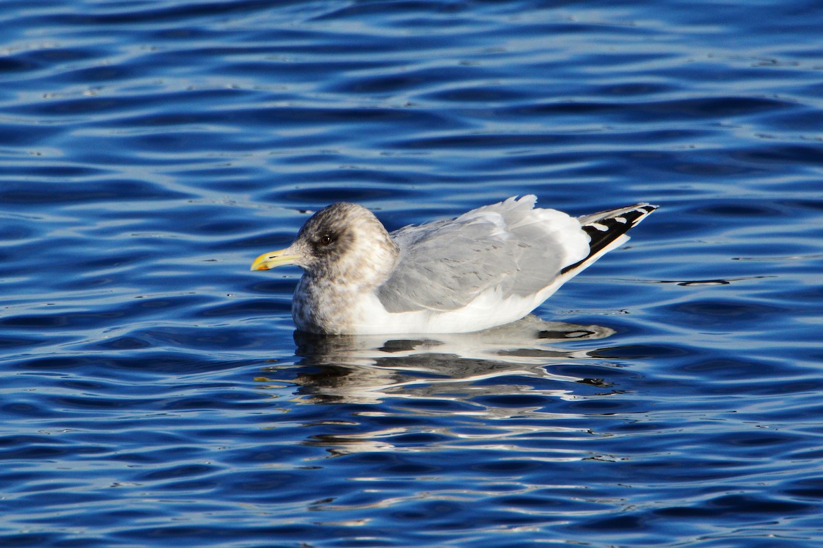 Iceland Gull (Thayer's) - ML608867545