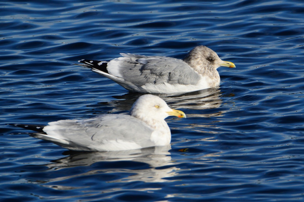 Gaviota Groenlandesa (thayeri) - ML608867554