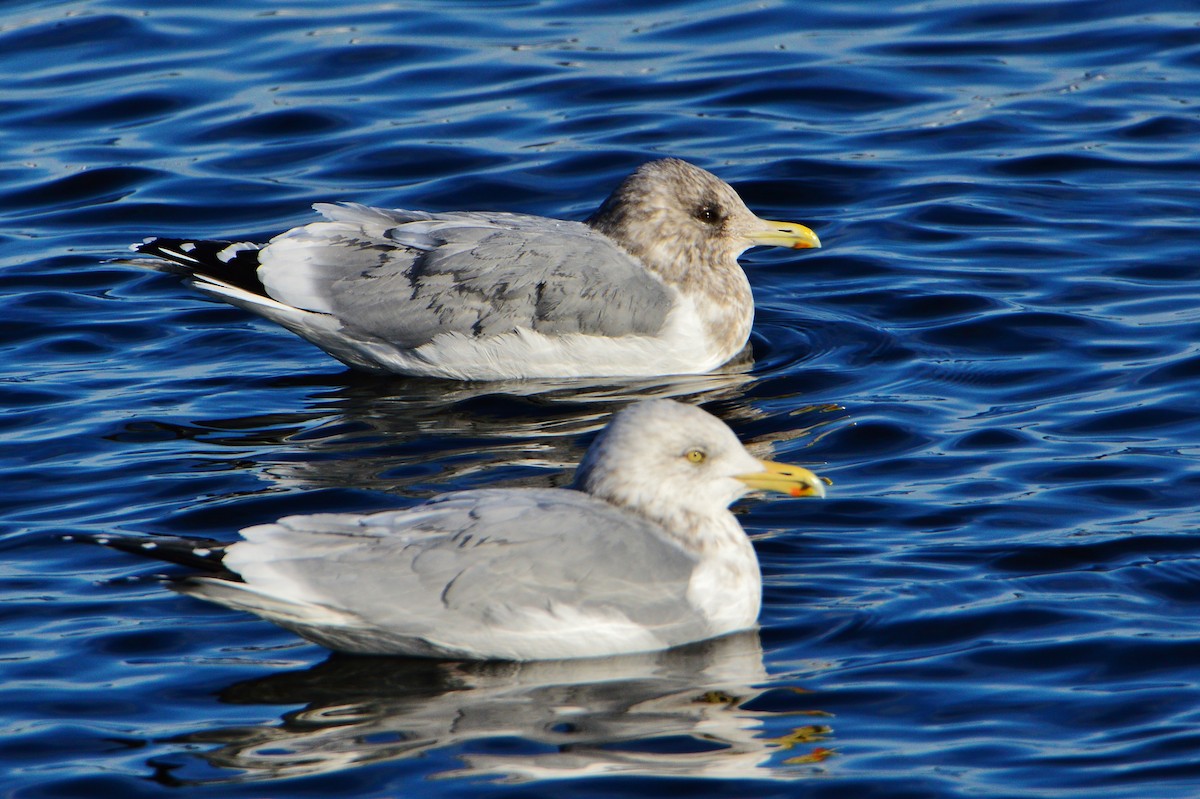 Iceland Gull (Thayer's) - ML608867555