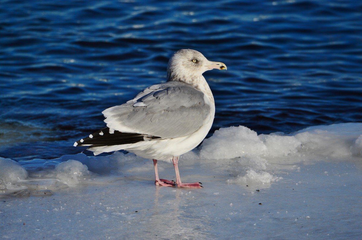 Herring Gull - ML608867646