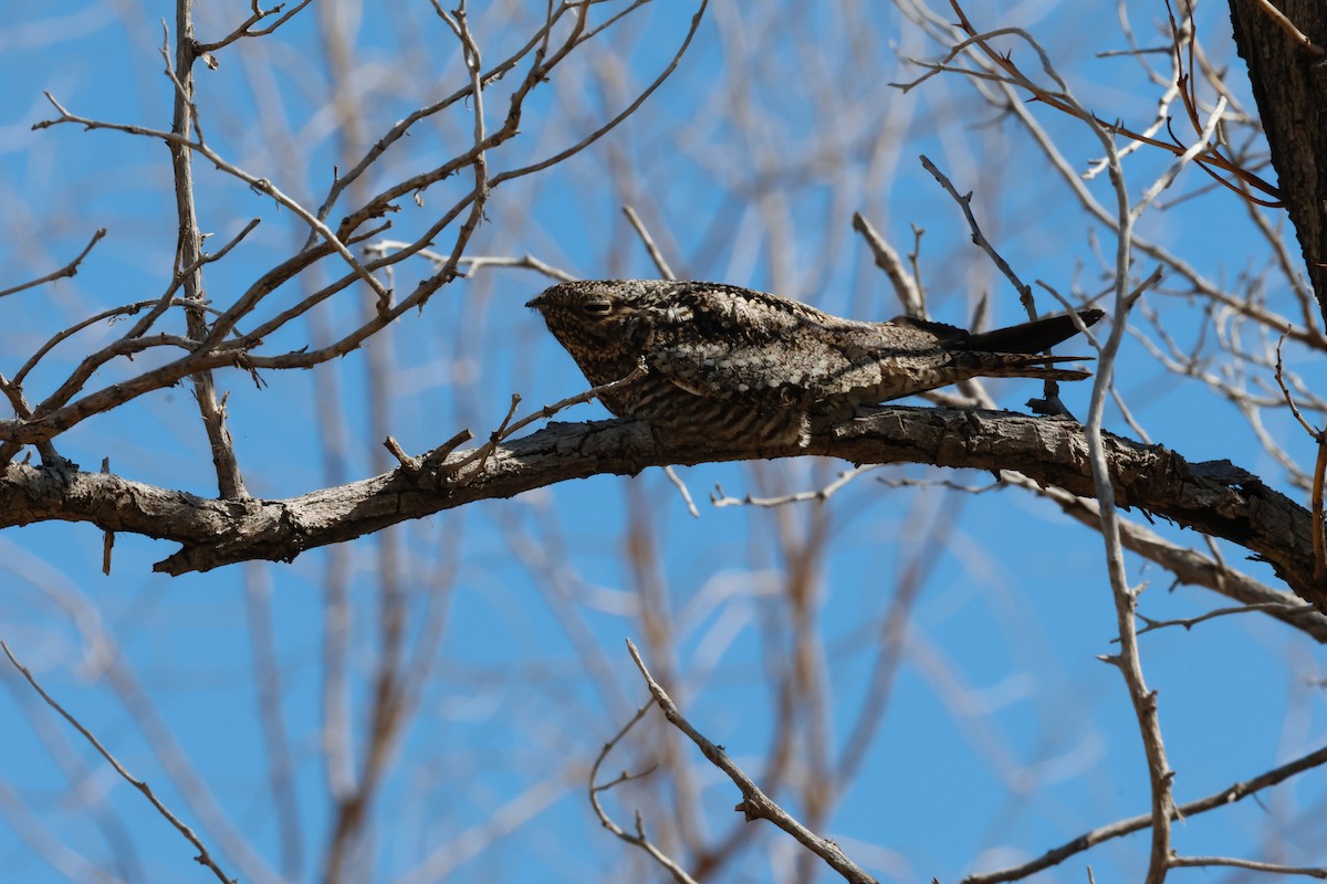 Common Nighthawk - ML608867657