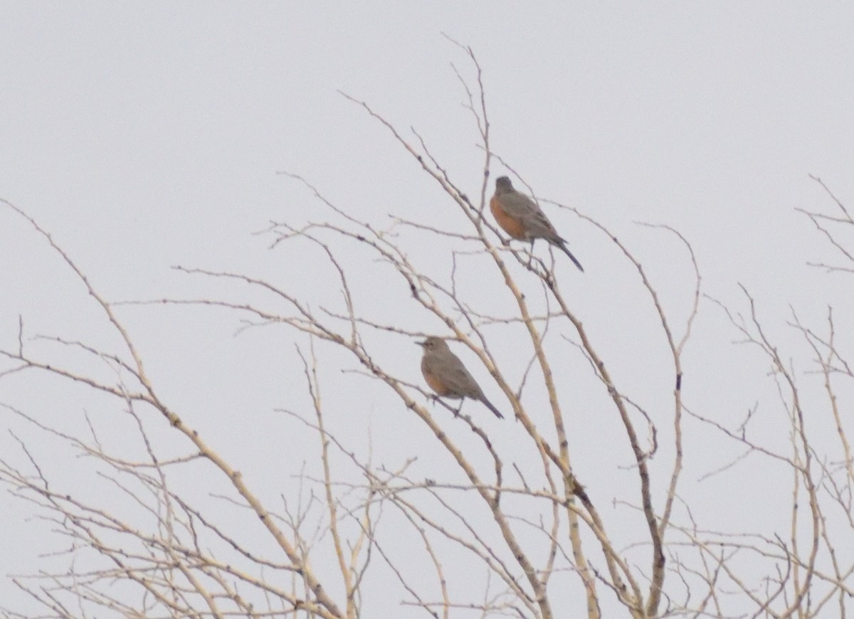 American Robin - ML608867806