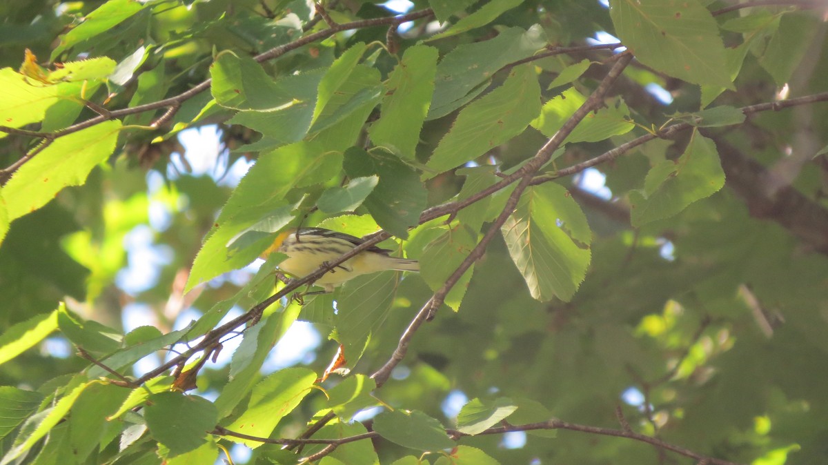 Black-throated Green Warbler - ML608867933