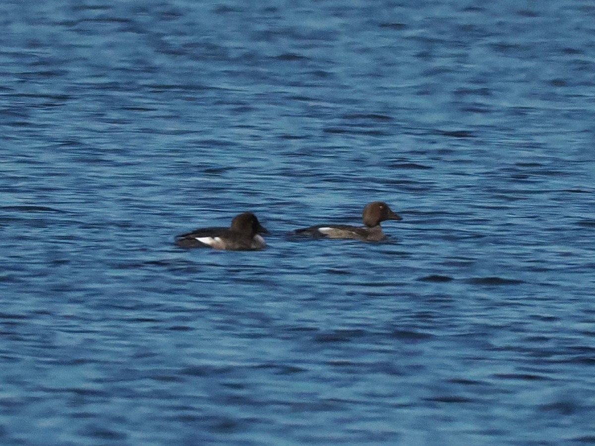 Common Goldeneye - Chris Allen