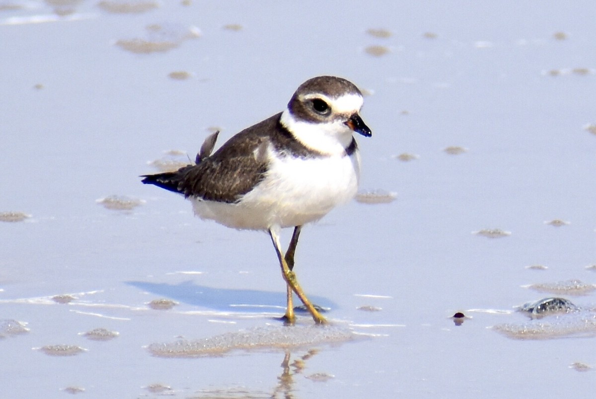 Semipalmated Plover - ML608867966