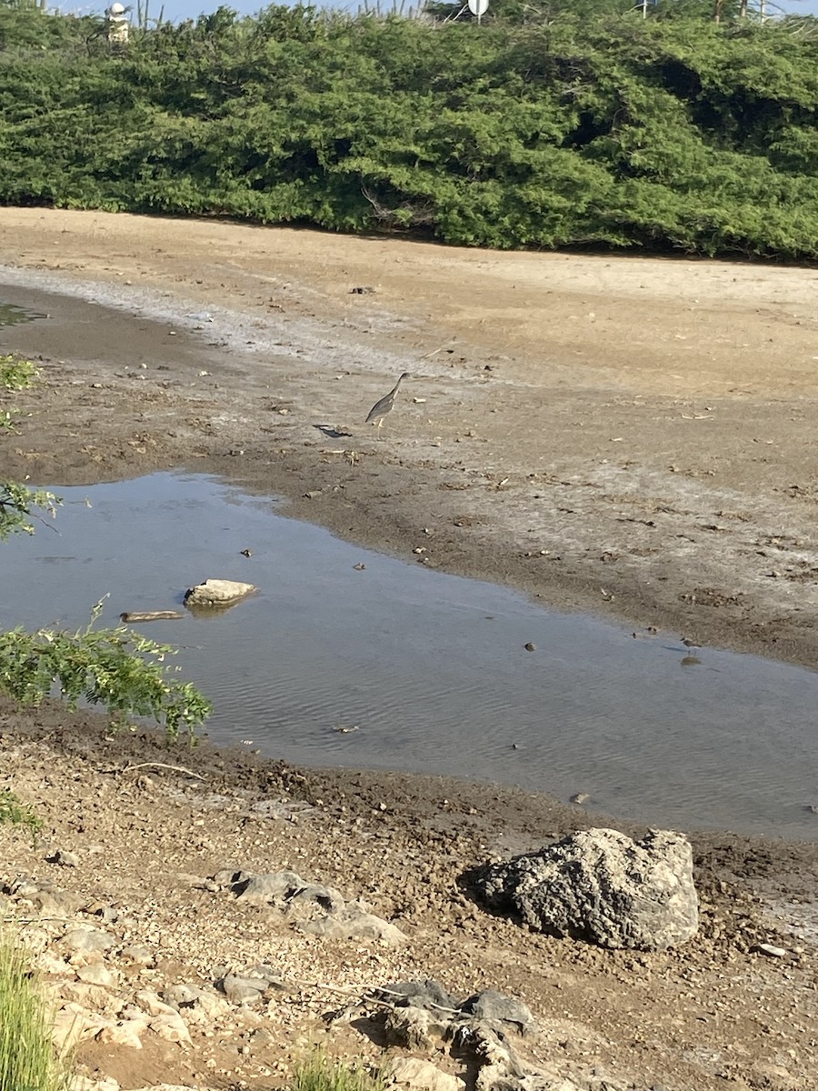 Yellow-crowned Night Heron - ML608868142