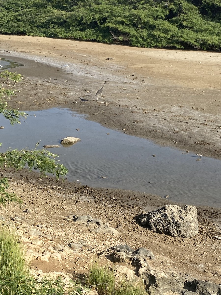 Yellow-crowned Night Heron - ML608868144