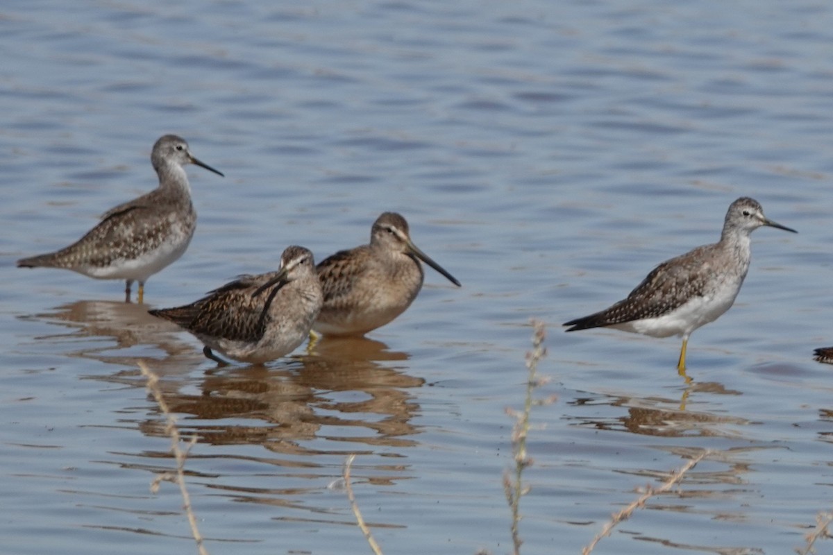 gulbeinsnipe - ML608868199