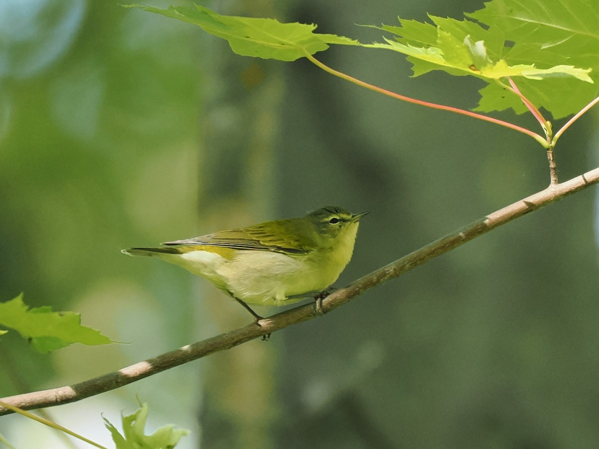 Tennessee Warbler - Chris Allen