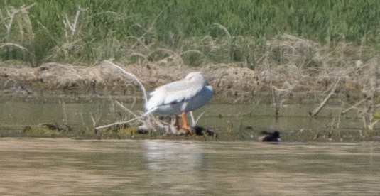 American White Pelican - Ray Bruun