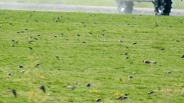 Calidris sp. (petit bécasseau sp.) - ML608868264