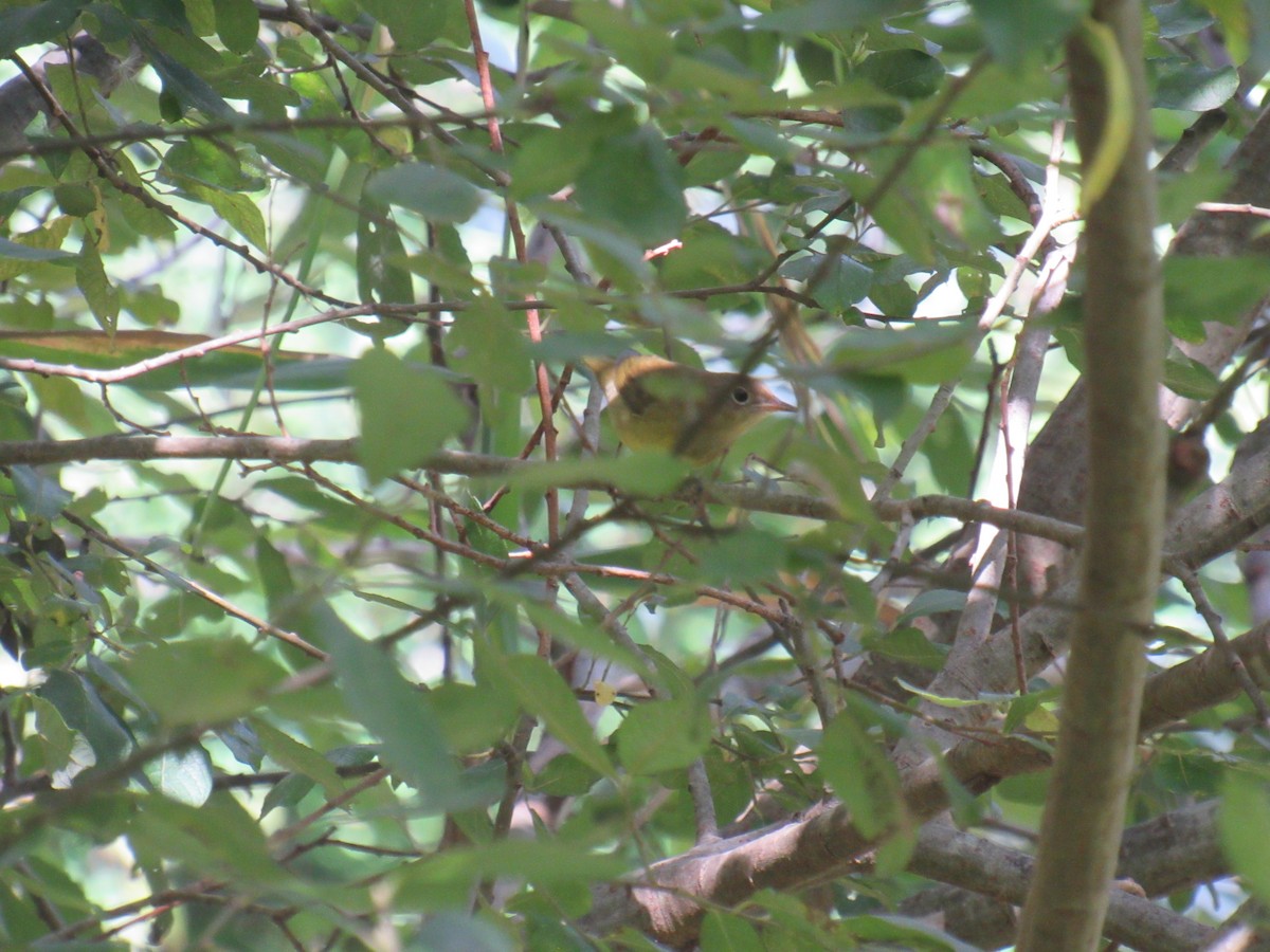 Connecticut Warbler - ML608868409