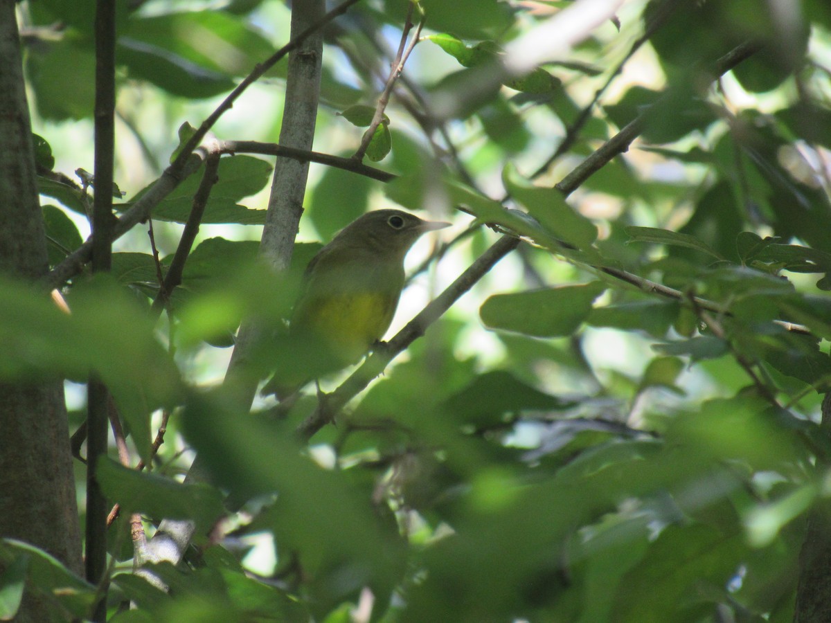 Connecticut Warbler - ML608868410