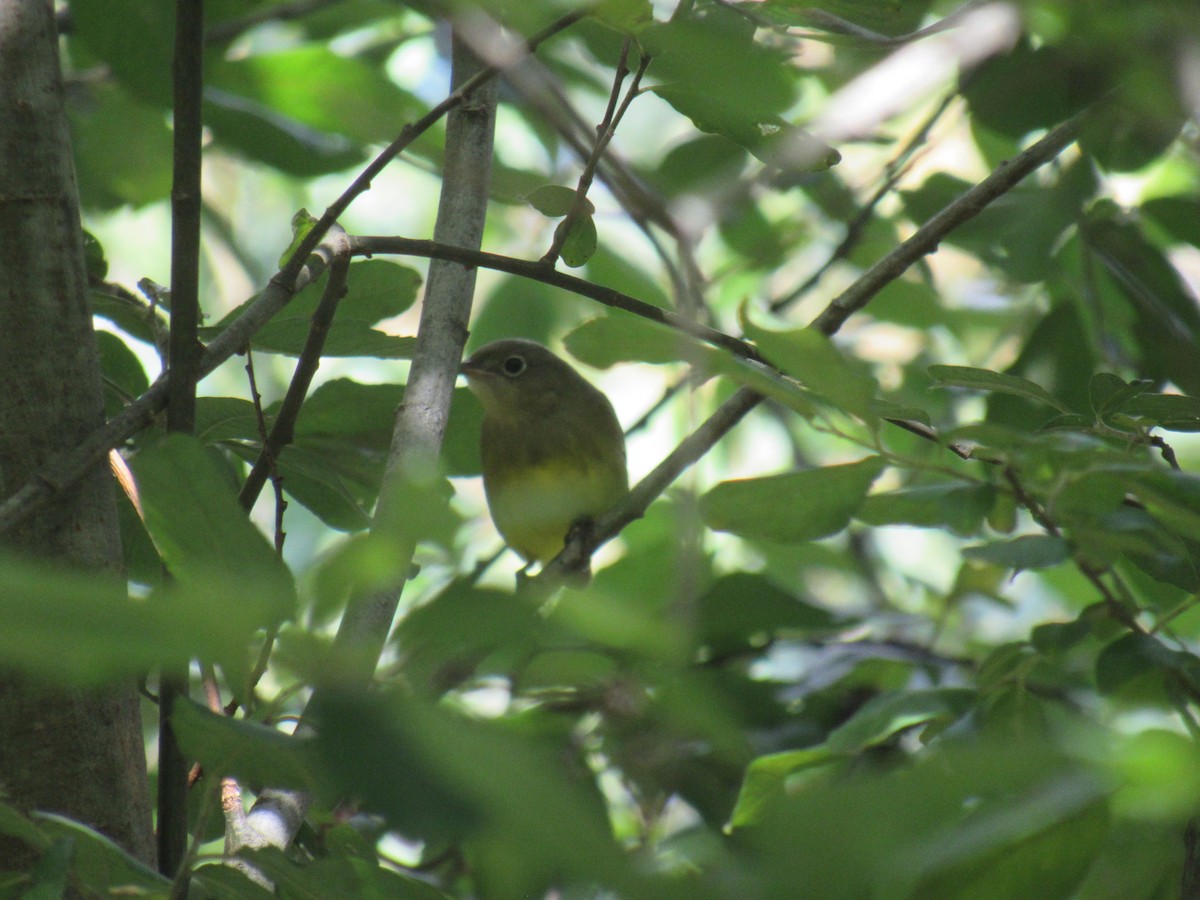 Connecticut Warbler - ML608868411