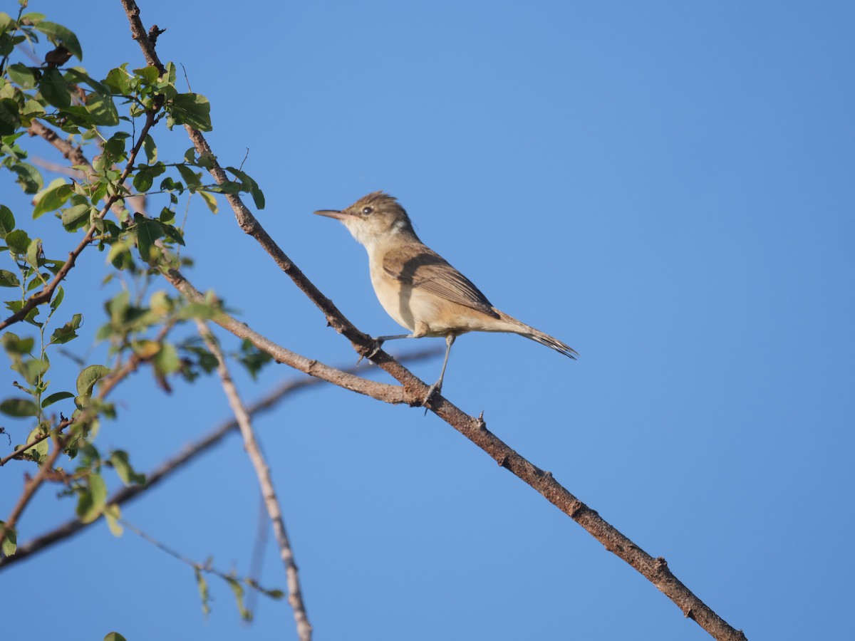 Australian Reed Warbler - ML608868664