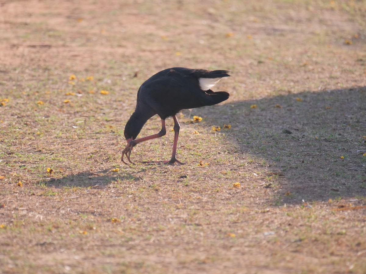 Australasian Swamphen - ML608868666