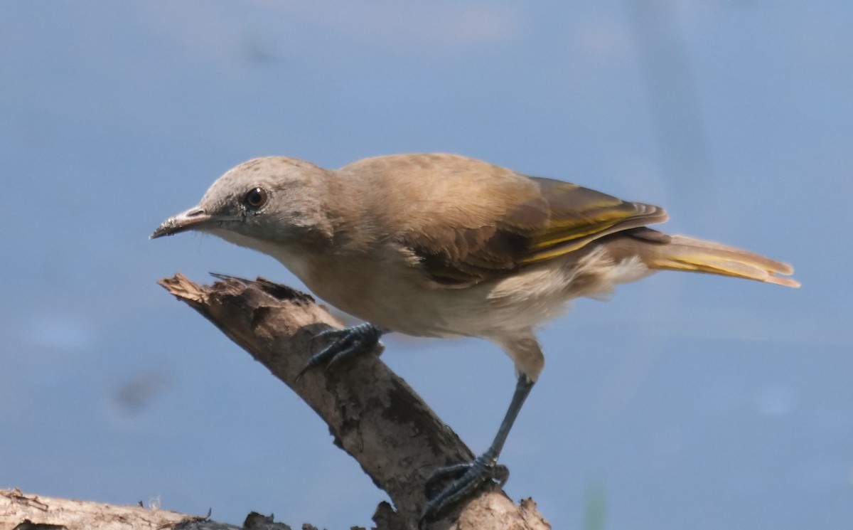 Rufous-banded Honeyeater - ML608868850