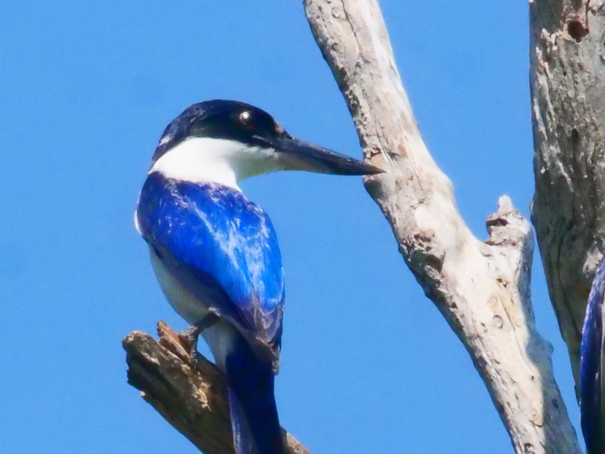 Forest Kingfisher - ML608868869