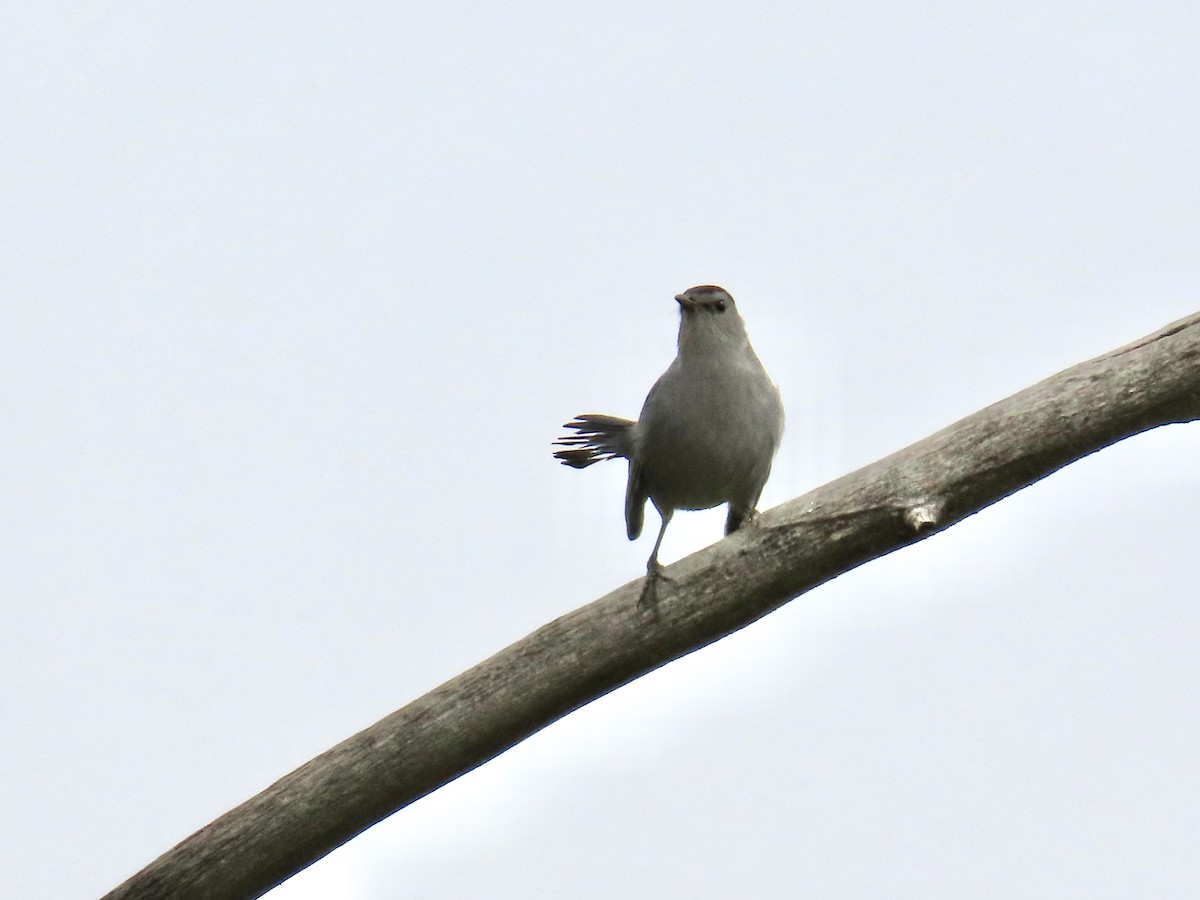 Gray Catbird - ML608868904