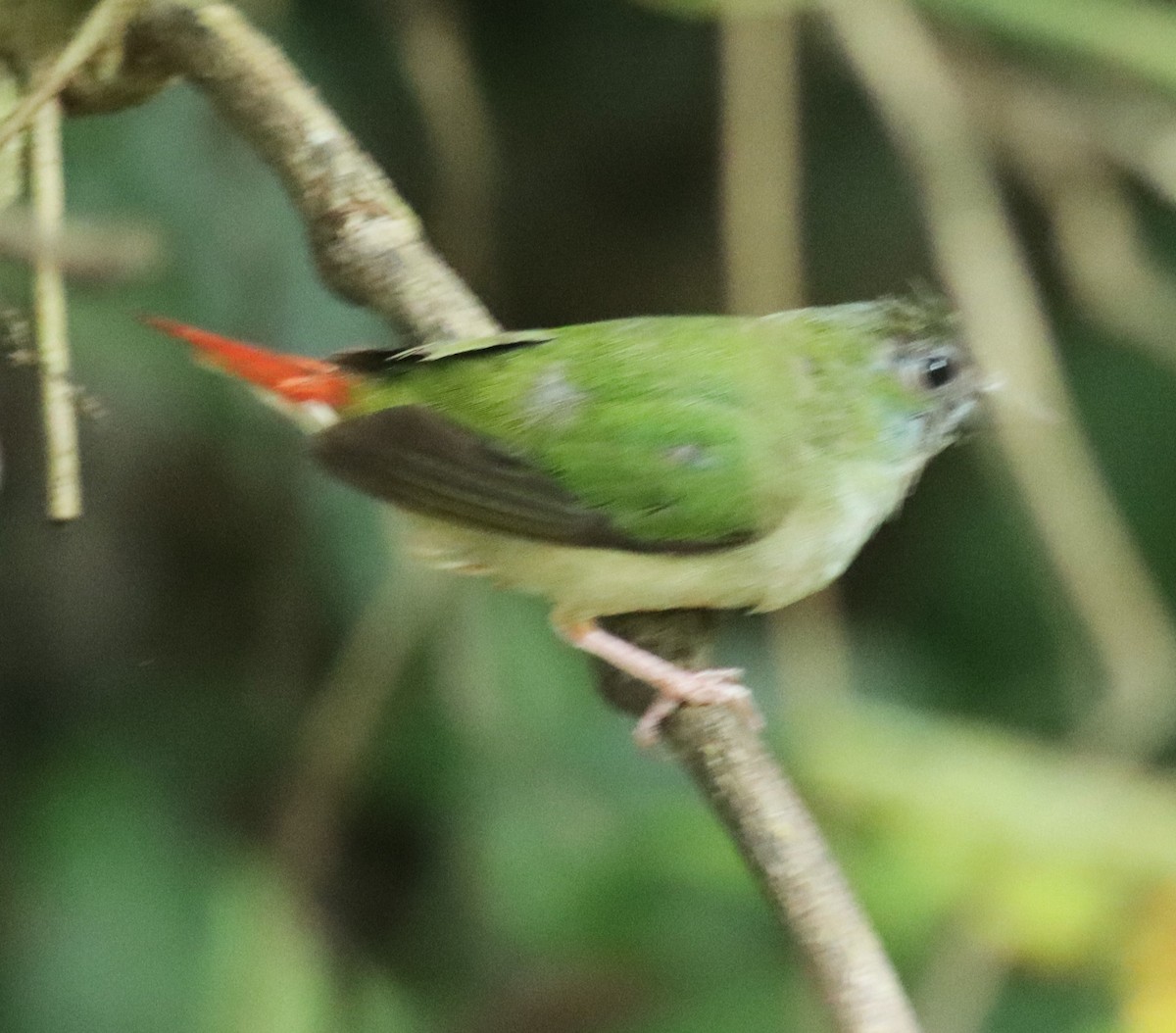 Pin-tailed Parrotfinch - ML608868928