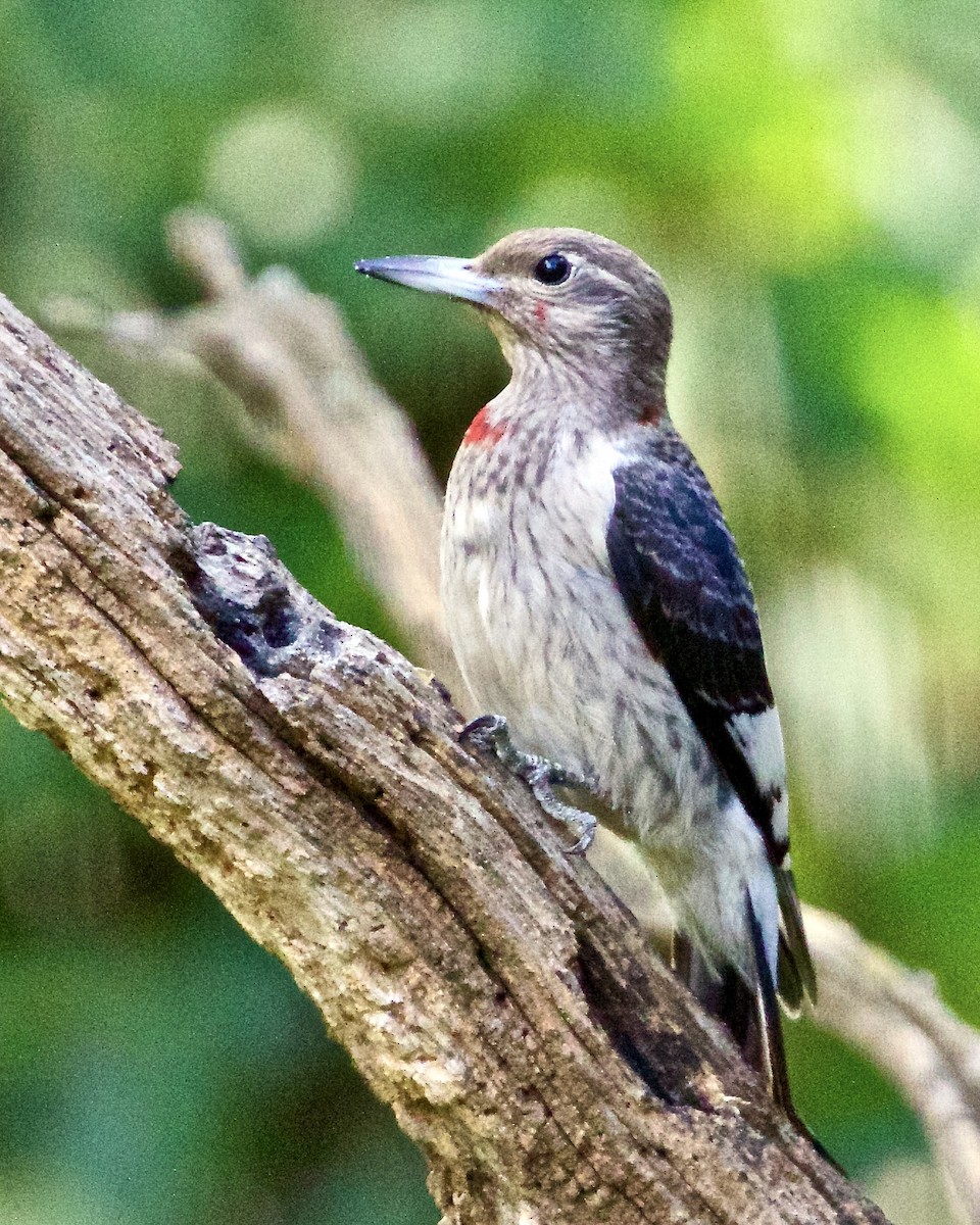 Red-headed Woodpecker - ML608869084