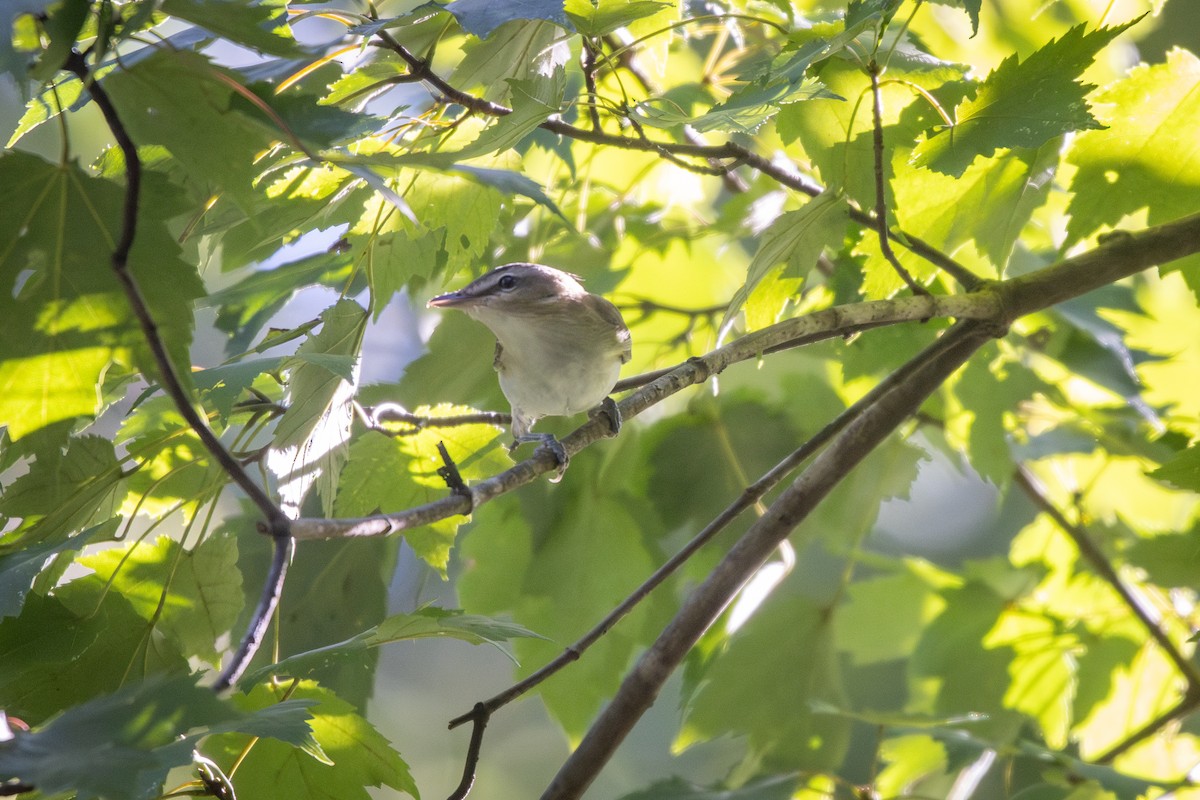 Red-eyed Vireo - ML608869091