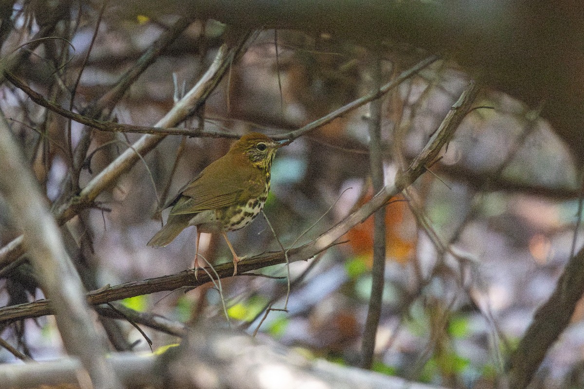 Wood Thrush - ML608869095