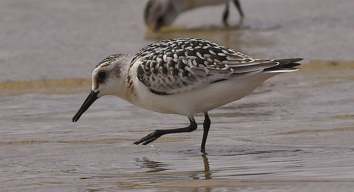 Bécasseau sanderling - ML608869183